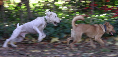 Jimmy chasing Lucy 11-2003